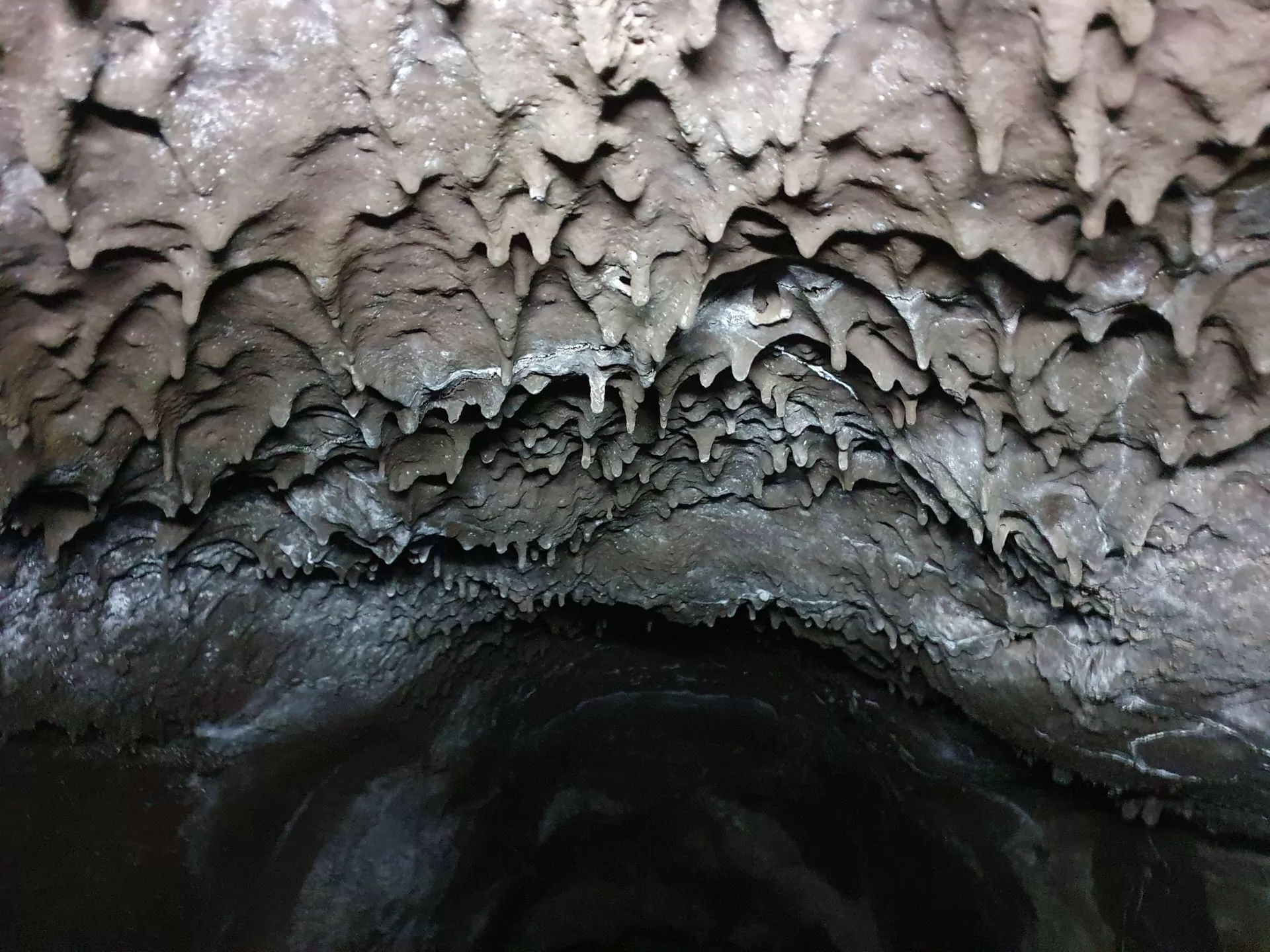 Dents de chien dans la grotte de Serracozzo