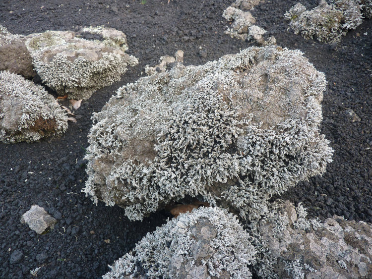 The lichen Stereocaulon vesuvianum from close up