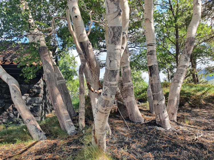Etna birch, Betula aetnensis
