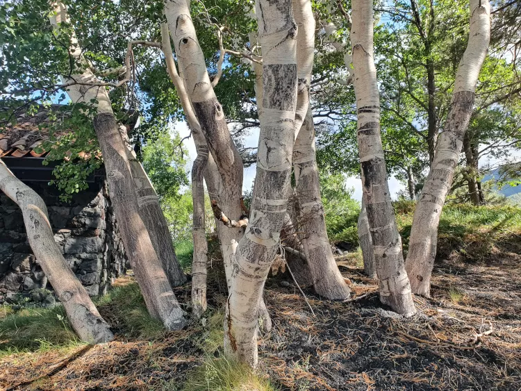 bouleau de Etna, Betula aetnensis