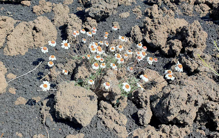 Camomilla dell'Etna (Anthemis aetnensis)