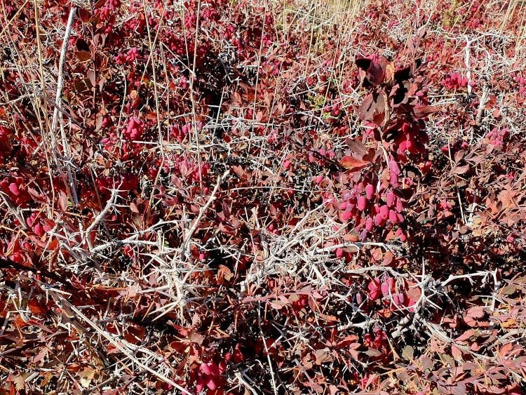 De berberis van de Etna (Berberis aetnensis) draagt helderrode vruchten in de herfst