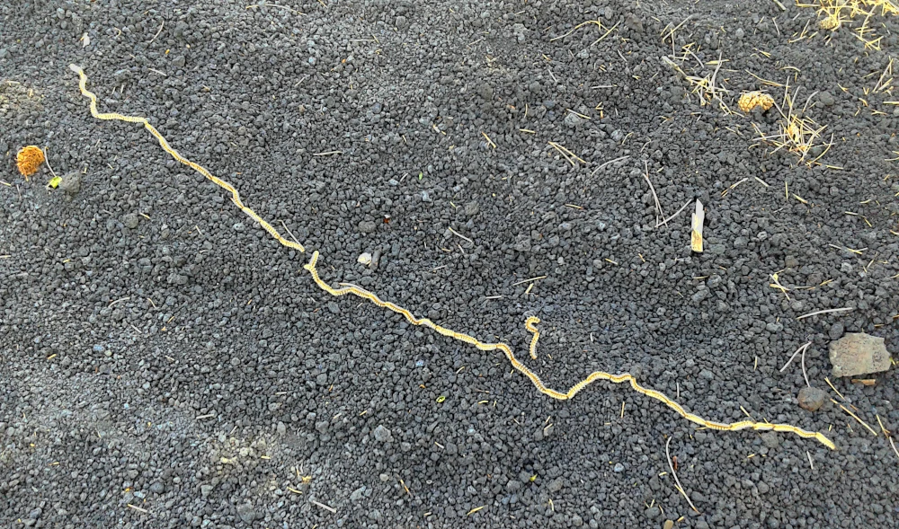 Die Raupen des Pinien-Prozessionsspinners bilden Ketten, die einige Meter lang werden können