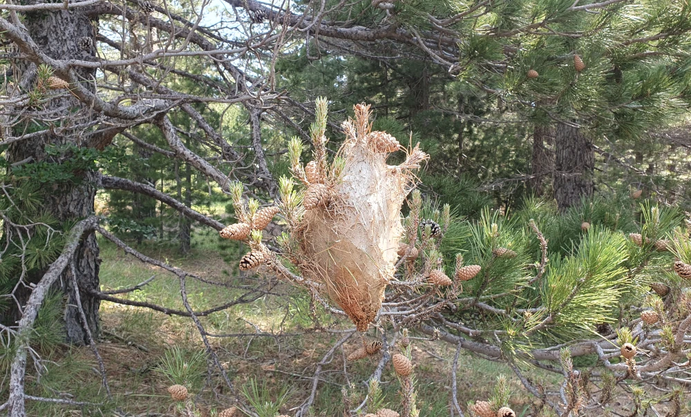 Un nido di falena processionaria del pino. Non avvicinatevi per nessun motivo!